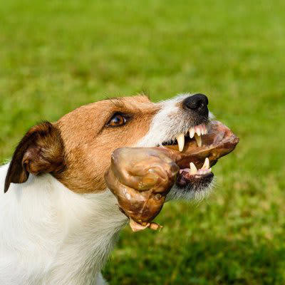 犬が飼い主に向かって唸る心理と適切な対処法, 1.不快感を伝えたい, 2.警告している, 3.「拒否」の意思表示, 4.飼い主さんのことをまだ信頼できていない, 5.楽しさのあまり思わず声が漏れた, ネガティブな唸りには予防としつけが大切