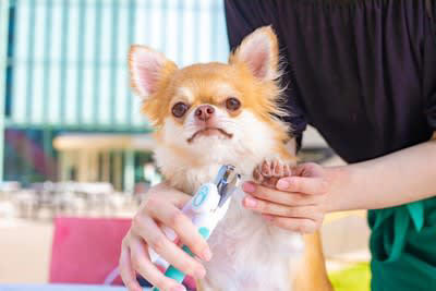 犬が飼い主に向かって唸る心理と適切な対処法, 1.不快感を伝えたい, 2.警告している, 3.「拒否」の意思表示, 4.飼い主さんのことをまだ信頼できていない, 5.楽しさのあまり思わず声が漏れた, ネガティブな唸りには予防としつけが大切