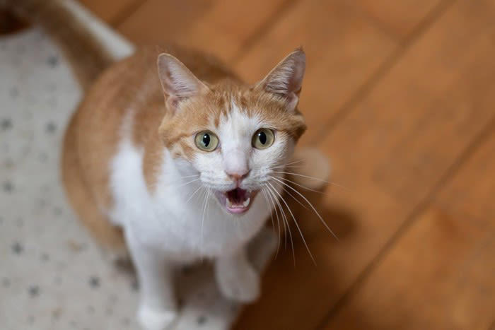 猫が話しかけてくるときに訴えたいこと5つ, 1.お腹がすいている, 2.遊んでほしい・かまってほしい, 3.不安や寂しさを感じている, 4.体調が悪い・痛みがある, 5.感じた刺激や変化を知らせたい, 鳴き止まないときの対処法