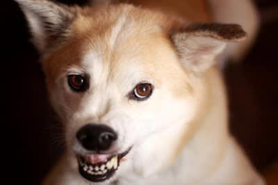 犬が飼い主に向かって唸る心理と適切な対処法, 1.不快感を伝えたい, 2.警告している, 3.「拒否」の意思表示, 4.飼い主さんのことをまだ信頼できていない, 5.楽しさのあまり思わず声が漏れた, ネガティブな唸りには予防としつけが大切