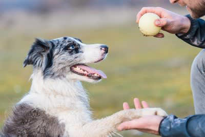 犬が飼い主に向かって唸る心理と適切な対処法, 1.不快感を伝えたい, 2.警告している, 3.「拒否」の意思表示, 4.飼い主さんのことをまだ信頼できていない, 5.楽しさのあまり思わず声が漏れた, ネガティブな唸りには予防としつけが大切