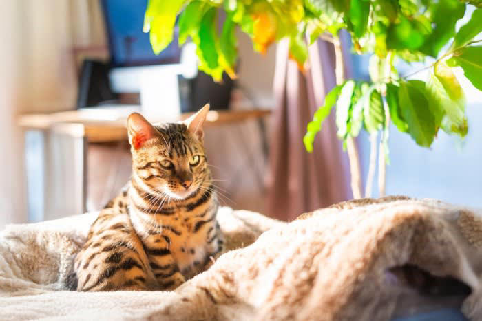 1.飼い主さんのにおいに安心するから, 2.お布団が心地よいから, 3.飼い主さんに甘えたいから, 4.自分の場所だから