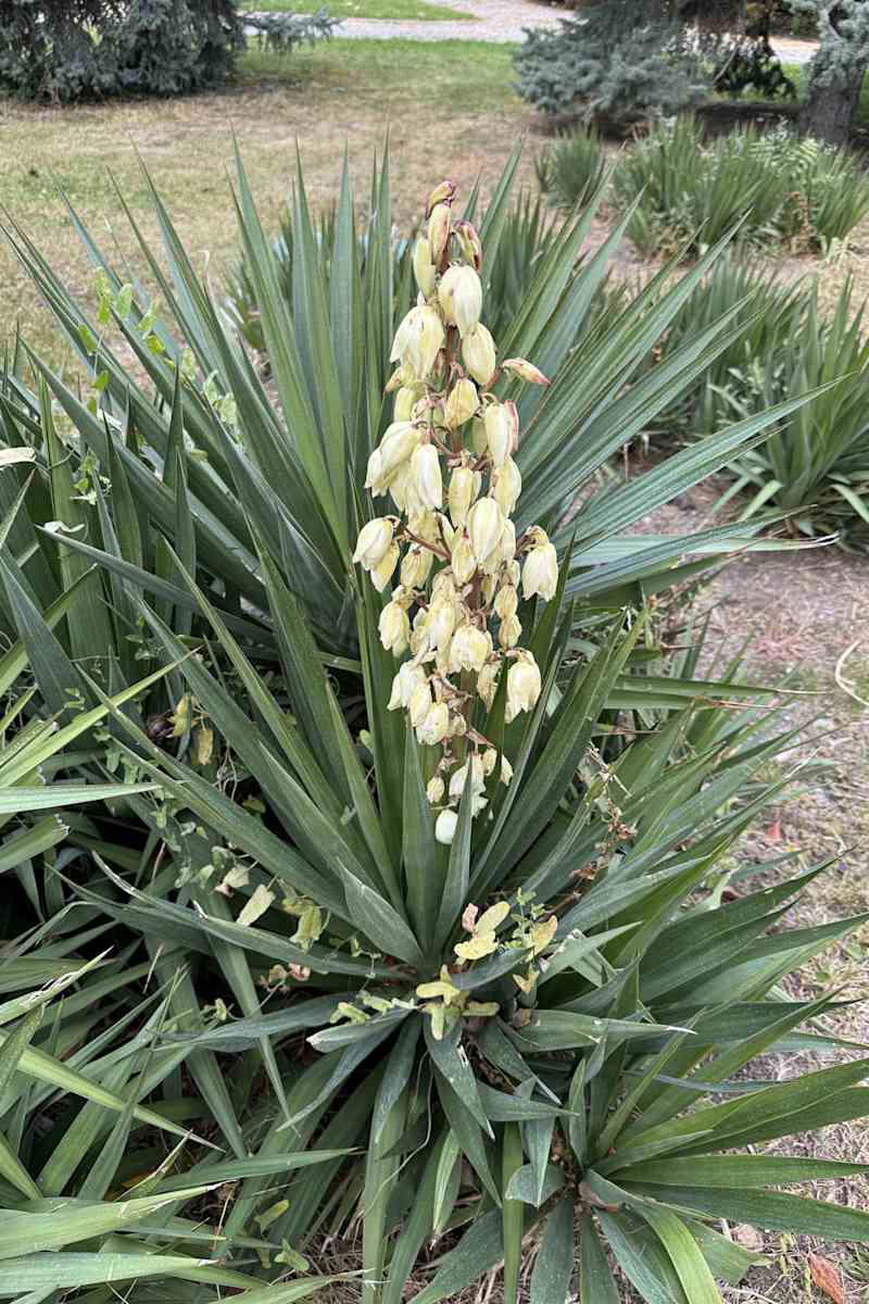 Monkey Grass (aka Liriope or Turf Lily), Yucca (aka Spanish Bayonet or Spanish Dagger), Hybrid Tea Roses, Cypress Vine (aka Cypressvine Morning Glory), Read More from AT Media