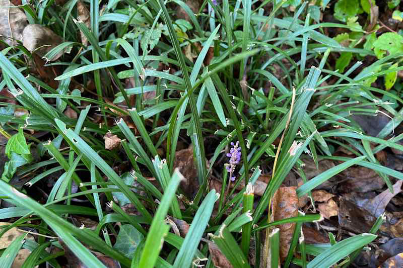 Monkey Grass (aka Liriope or Turf Lily), Yucca (aka Spanish Bayonet or Spanish Dagger), Hybrid Tea Roses, Cypress Vine (aka Cypressvine Morning Glory), Read More from AT Media