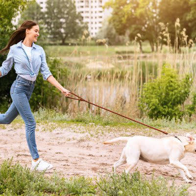 たくさん散歩が必要な犬の共通点とは？, 適切な運動時間まで解説！『長距離散歩が必要な犬種』5選, 1.ラブラドールレトリバー, 2.ジャックラッセルテリア, 3.シベリアンハスキー, 4.ジャーマン・シェパード・ドッグ, 5.ボーダーコリー