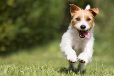 たくさん散歩が必要な犬の共通点とは？, 適切な運動時間まで解説！『長距離散歩が必要な犬種』5選, 1.ラブラドールレトリバー, 2.ジャックラッセルテリア, 3.シベリアンハスキー, 4.ジャーマン・シェパード・ドッグ, 5.ボーダーコリー