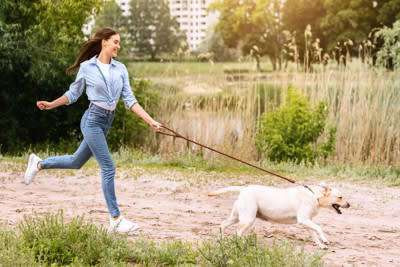 たくさん散歩が必要な犬の共通点とは？, 適切な運動時間まで解説！『長距離散歩が必要な犬種』5選, 1.ラブラドールレトリバー, 2.ジャックラッセルテリア, 3.シベリアンハスキー, 4.ジャーマン・シェパード・ドッグ, 5.ボーダーコリー