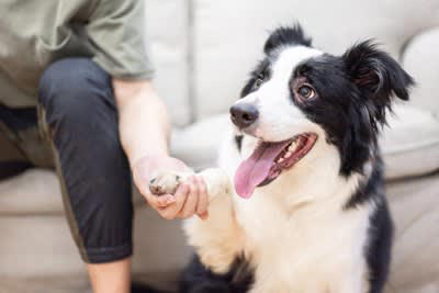 たくさん散歩が必要な犬の共通点とは？, 適切な運動時間まで解説！『長距離散歩が必要な犬種』5選, 1.ラブラドールレトリバー, 2.ジャックラッセルテリア, 3.シベリアンハスキー, 4.ジャーマン・シェパード・ドッグ, 5.ボーダーコリー