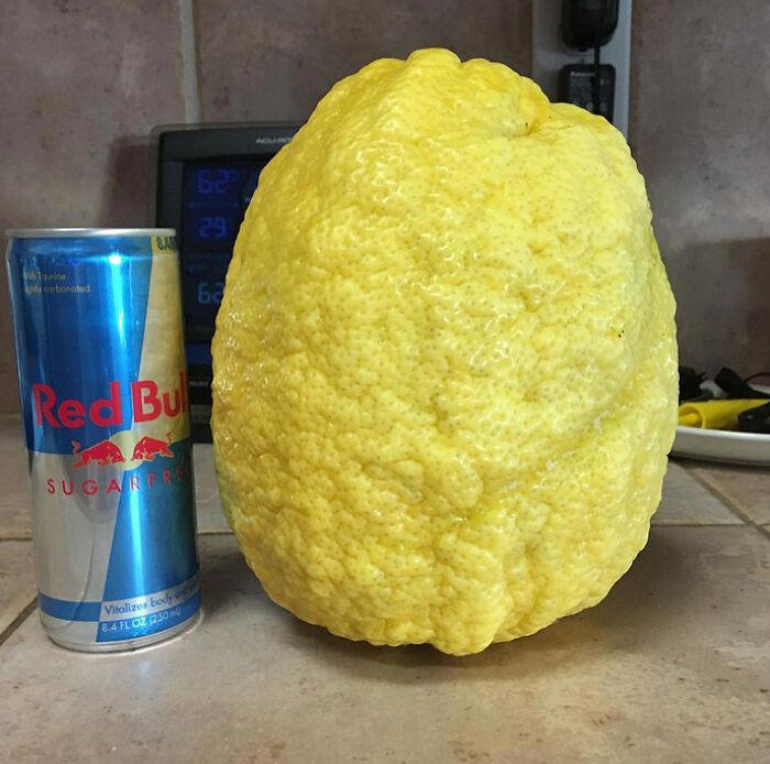 #5 Giant Lemon Off Our Tree #1 This Big Lettuce, #3 A Miracle Has Occurred, #5 Giant Lemon Off Our Tree, #9 This Banana Is The Size Of My Entire Forearm, #11 I Cracked An Egg Today And There Were Three Yolks Inside, #13 This Kinder Egg Has Two Layers, #15 I Got A Bonus Roll, #17 My Wife Hit The Animal Cracker Jackpot, #19 Got The Rare Dark Chocolate With Granola Bar Flavor, #21 This Baby Tangerine Was Hiding In A Bigger Tangerine, #23 Behold, The King Of Cereal Flakes, #25 I Found The Legendary Garlic Bulb, #27 I Just Found A Super Long Mini Marshmallow, #29 Giant Puffball Mushroom My Sister Found In The Woods, #31 Garlic-Ception, #33 I Found A Whole Oreo On The Surface Of My Ice Cream, #35 This Comically Huge Strawberry That I Purchased From The Grocery Store Today, #37 This Is The Smallest Pit I've Ever Seen In An Avocado, #39 A Big Cheese Stick, #41 I Found An Orange Without Pith In The Middle, #43 Got This Abnormally Thick Dorito In An Otherwise Normal Packet, #47 My Giant Mini Penne, #49 This Papaya That Ended Up Having One Seed Inside