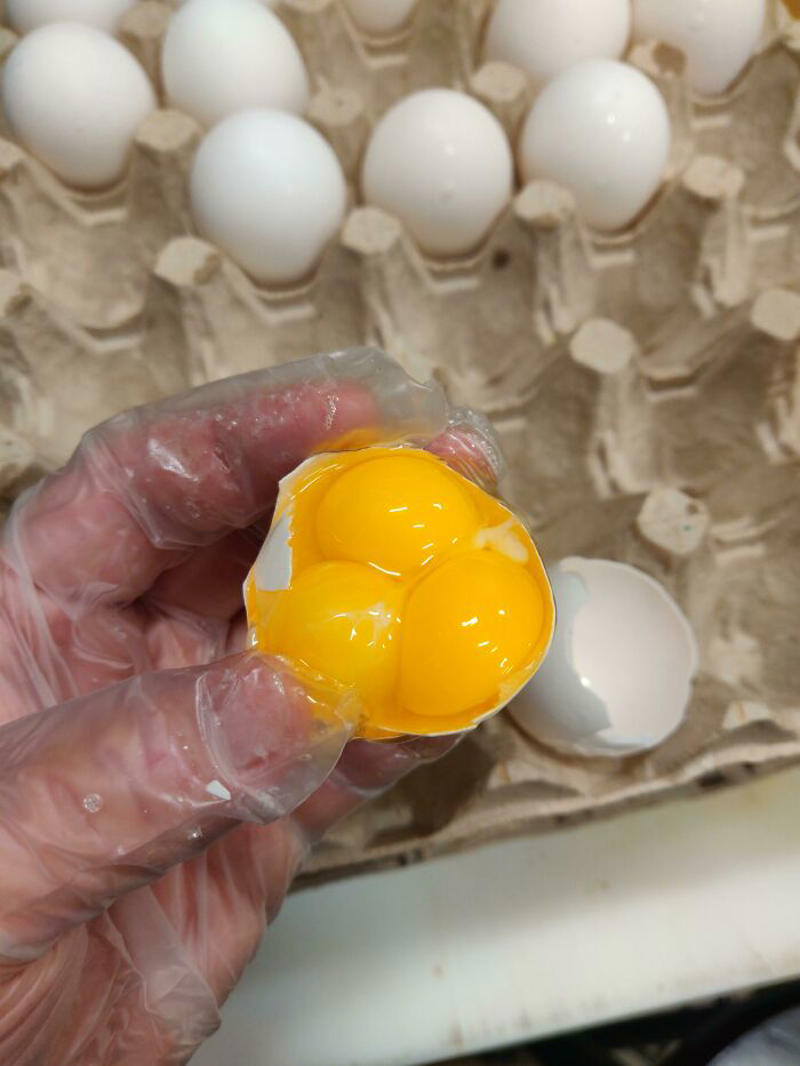 #11 I Cracked An Egg Today And There Were Three Yolks Inside #1 This Big Lettuce, #3 A Miracle Has Occurred, #5 Giant Lemon Off Our Tree, #9 This Banana Is The Size Of My Entire Forearm, #11 I Cracked An Egg Today And There Were Three Yolks Inside, #13 This Kinder Egg Has Two Layers, #15 I Got A Bonus Roll, #17 My Wife Hit The Animal Cracker Jackpot, #19 Got The Rare Dark Chocolate With Granola Bar Flavor, #21 This Baby Tangerine Was Hiding In A Bigger Tangerine, #23 Behold, The King Of Cereal Flakes, #25 I Found The Legendary Garlic Bulb, #27 I Just Found A Super Long Mini Marshmallow, #29 Giant Puffball Mushroom My Sister Found In The Woods, #31 Garlic-Ception, #33 I Found A Whole Oreo On The Surface Of My Ice Cream, #35 This Comically Huge Strawberry That I Purchased From The Grocery Store Today, #37 This Is The Smallest Pit I've Ever Seen In An Avocado, #39 A Big Cheese Stick, #41 I Found An Orange Without Pith In The Middle, #43 Got This Abnormally Thick Dorito In An Otherwise Normal Packet, #47 My Giant Mini Penne, #49 This Papaya That Ended Up Having One Seed Inside