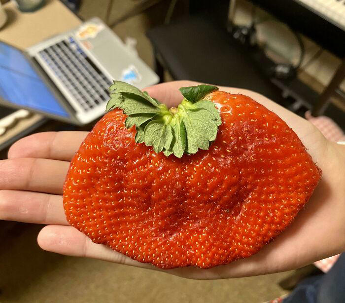#35 This Comically Huge Strawberry That I Purchased From The Grocery Store Today #1 This Big Lettuce, #3 A Miracle Has Occurred, #5 Giant Lemon Off Our Tree, #9 This Banana Is The Size Of My Entire Forearm, #11 I Cracked An Egg Today And There Were Three Yolks Inside, #13 This Kinder Egg Has Two Layers, #15 I Got A Bonus Roll, #17 My Wife Hit The Animal Cracker Jackpot, #19 Got The Rare Dark Chocolate With Granola Bar Flavor, #21 This Baby Tangerine Was Hiding In A Bigger Tangerine, #23 Behold, The King Of Cereal Flakes, #25 I Found The Legendary Garlic Bulb, #27 I Just Found A Super Long Mini Marshmallow, #29 Giant Puffball Mushroom My Sister Found In The Woods, #31 Garlic-Ception, #33 I Found A Whole Oreo On The Surface Of My Ice Cream, #35 This Comically Huge Strawberry That I Purchased From The Grocery Store Today, #37 This Is The Smallest Pit I've Ever Seen In An Avocado, #39 A Big Cheese Stick, #41 I Found An Orange Without Pith In The Middle, #43 Got This Abnormally Thick Dorito In An Otherwise Normal Packet, #47 My Giant Mini Penne, #49 This Papaya That Ended Up Having One Seed Inside