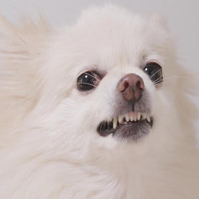 犬が『やめて』と言っているときにみせるサインとは？, 2.その場から離れる, 3.ストレスサインを出す, 愛犬との暮らしで日頃から飼い主が気を付けることとは？