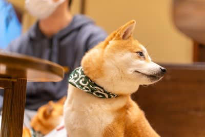 犬が『やめて』と言っているときにみせるサインとは？, 2.その場から離れる, 3.ストレスサインを出す, 愛犬との暮らしで日頃から飼い主が気を付けることとは？