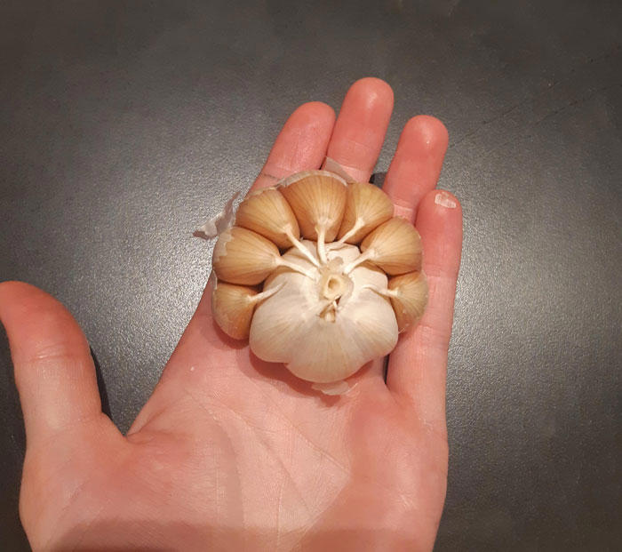 #31 Garlic-Ception #1 This Big Lettuce, #3 A Miracle Has Occurred, #5 Giant Lemon Off Our Tree, #9 This Banana Is The Size Of My Entire Forearm, #11 I Cracked An Egg Today And There Were Three Yolks Inside, #13 This Kinder Egg Has Two Layers, #15 I Got A Bonus Roll, #17 My Wife Hit The Animal Cracker Jackpot, #19 Got The Rare Dark Chocolate With Granola Bar Flavor, #21 This Baby Tangerine Was Hiding In A Bigger Tangerine, #23 Behold, The King Of Cereal Flakes, #25 I Found The Legendary Garlic Bulb, #27 I Just Found A Super Long Mini Marshmallow, #29 Giant Puffball Mushroom My Sister Found In The Woods, #31 Garlic-Ception, #33 I Found A Whole Oreo On The Surface Of My Ice Cream, #35 This Comically Huge Strawberry That I Purchased From The Grocery Store Today, #37 This Is The Smallest Pit I've Ever Seen In An Avocado, #39 A Big Cheese Stick, #41 I Found An Orange Without Pith In The Middle, #43 Got This Abnormally Thick Dorito In An Otherwise Normal Packet, #47 My Giant Mini Penne, #49 This Papaya That Ended Up Having One Seed Inside