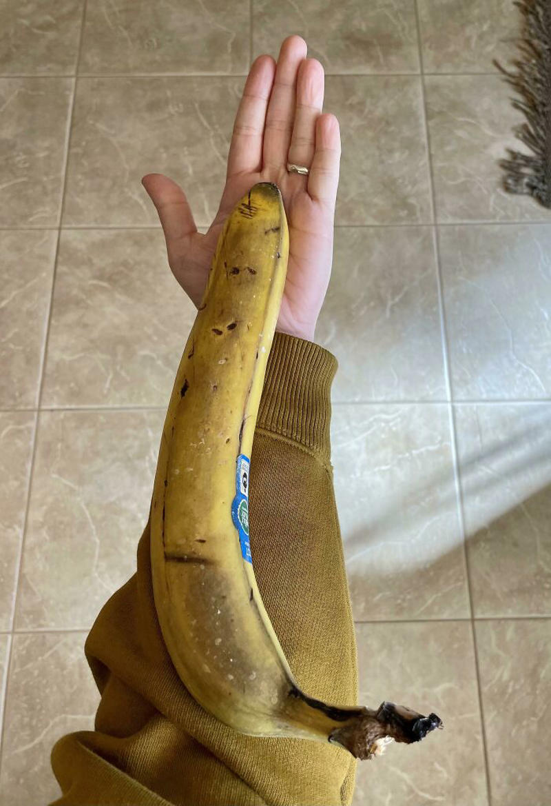 #9 This Banana Is The Size Of My Entire Forearm #1 This Big Lettuce, #3 A Miracle Has Occurred, #5 Giant Lemon Off Our Tree, #9 This Banana Is The Size Of My Entire Forearm, #11 I Cracked An Egg Today And There Were Three Yolks Inside, #13 This Kinder Egg Has Two Layers, #15 I Got A Bonus Roll, #17 My Wife Hit The Animal Cracker Jackpot, #19 Got The Rare Dark Chocolate With Granola Bar Flavor, #21 This Baby Tangerine Was Hiding In A Bigger Tangerine, #23 Behold, The King Of Cereal Flakes, #25 I Found The Legendary Garlic Bulb, #27 I Just Found A Super Long Mini Marshmallow, #29 Giant Puffball Mushroom My Sister Found In The Woods, #31 Garlic-Ception, #33 I Found A Whole Oreo On The Surface Of My Ice Cream, #35 This Comically Huge Strawberry That I Purchased From The Grocery Store Today, #37 This Is The Smallest Pit I've Ever Seen In An Avocado, #39 A Big Cheese Stick, #41 I Found An Orange Without Pith In The Middle, #43 Got This Abnormally Thick Dorito In An Otherwise Normal Packet, #47 My Giant Mini Penne, #49 This Papaya That Ended Up Having One Seed Inside