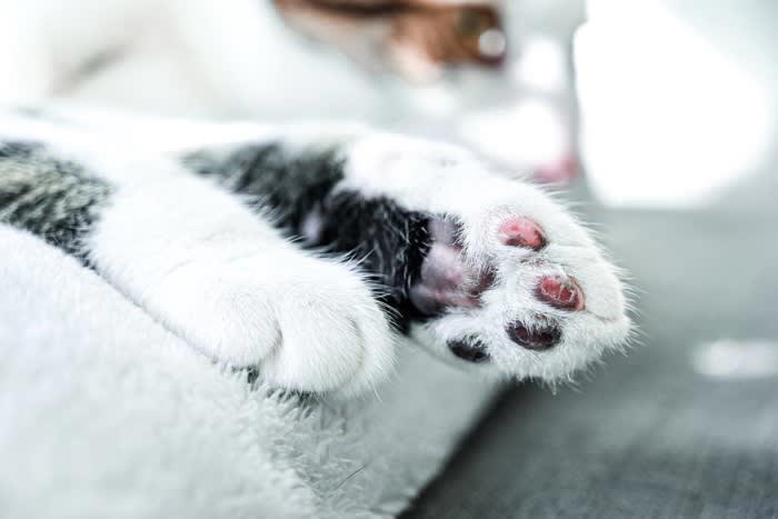 猫が『やけど』したときの症状と対処法, 1.皮膚が赤くなる, 2.水ぶくれ・皮膚のめくれ, 3.皮膚が焼けただれる