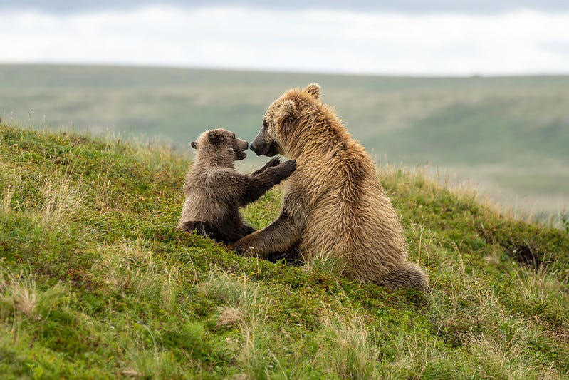 When is Fat Bear Week? , What kinds of bears are at Katmai? , Which bears are in Fat Bear Week? , Who won Fat Bear Week 2024? , Why do bears get so fat? , Fat Bear Week 2025 livestream