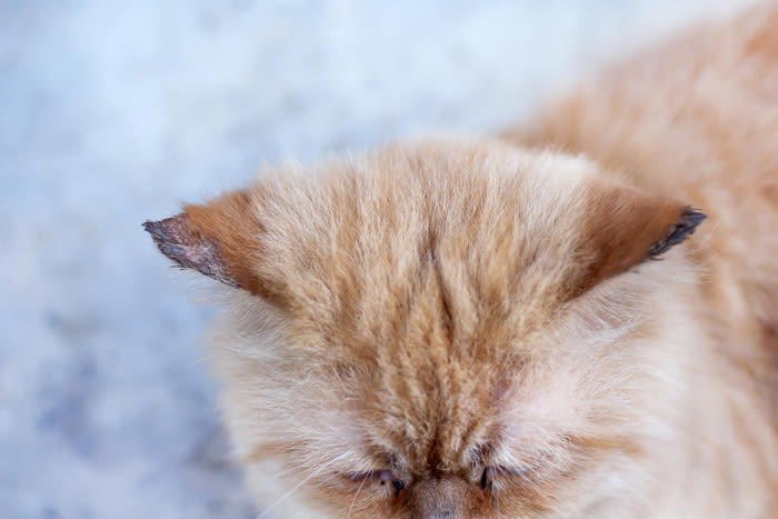 猫が『やけど』したときの症状と対処法, 1.皮膚が赤くなる, 2.水ぶくれ・皮膚のめくれ, 3.皮膚が焼けただれる