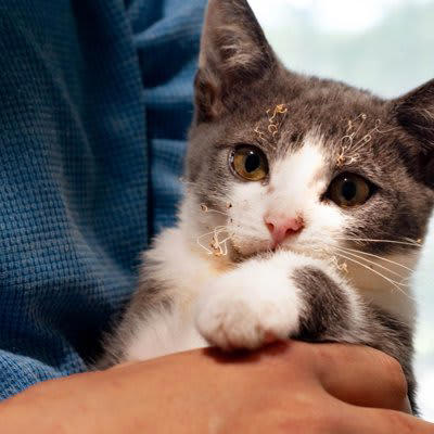 猫が『やけど』したときの症状と対処法, 1.皮膚が赤くなる, 2.水ぶくれ・皮膚のめくれ, 3.皮膚が焼けただれる