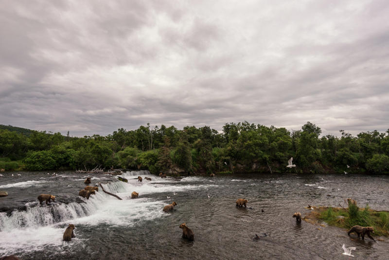 When is Fat Bear Week? , What kinds of bears are at Katmai? , Which bears are in Fat Bear Week? , Who won Fat Bear Week 2024? , Why do bears get so fat? , Fat Bear Week 2025 livestream