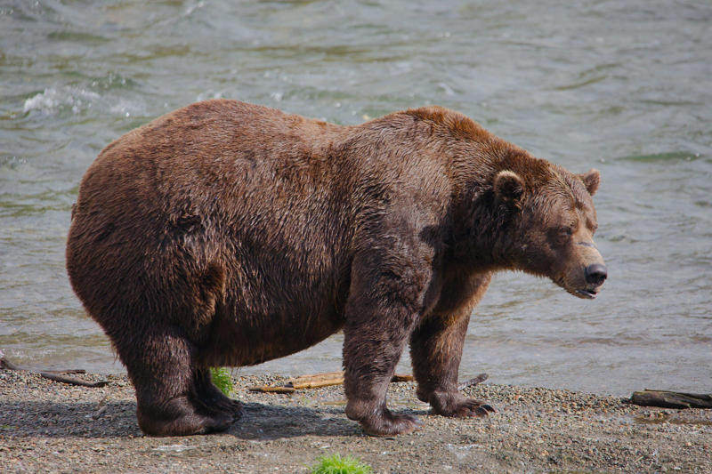 When is Fat Bear Week? , What kinds of bears are at Katmai? , Which bears are in Fat Bear Week? , Who won Fat Bear Week 2024? , Why do bears get so fat? , Fat Bear Week 2025 livestream