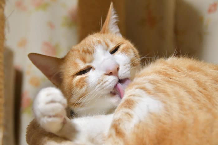 猫が『やけど』したときの症状と対処法, 1.皮膚が赤くなる, 2.水ぶくれ・皮膚のめくれ, 3.皮膚が焼けただれる