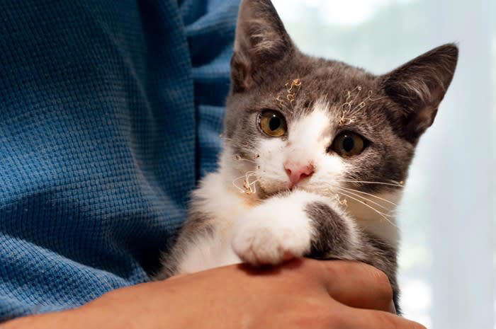 猫が『やけど』したときの症状と対処法, 1.皮膚が赤くなる, 2.水ぶくれ・皮膚のめくれ, 3.皮膚が焼けただれる