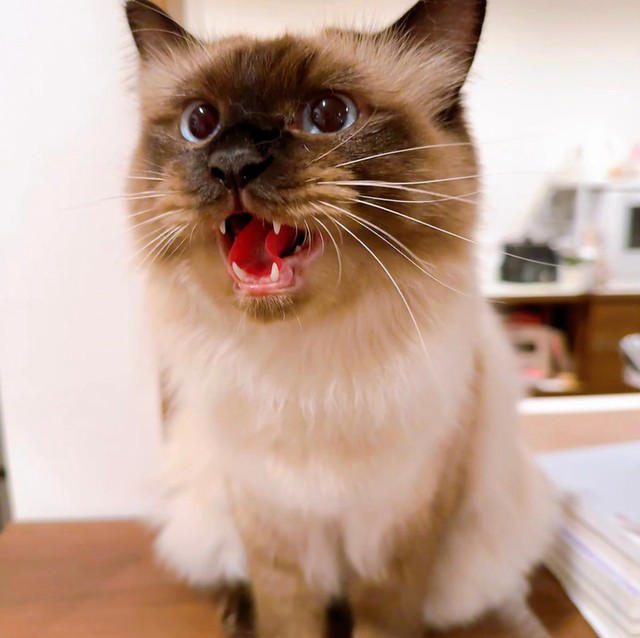  セールスマンもビックリ「お母さんいるかな？」,  止まらぬ“悪行”も…美猫ゆえに許される？,   ネットの声「押しに行きたい衝動が…！」, 猫×テクノロジーが生む“日常の笑い”