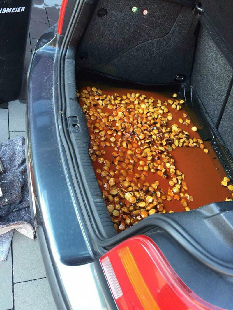 #17 Having Currywurst In Your Trunk #1 Dumplings From The Hell's Gate, #5 This Was Way Cuter When I Pictured It In My Head, #9 New Style Ribs. Introducing: Hell Done, #11 Making Brownies Didn't Go As Planned, #13 You Did Your Best, Chef, #17 Having Currywurst In Your Trunk, #21 Accidentally Baked A Fly Into My Cookies, #23 Prepared Cinnamon Toast Crunch In The Dark. It Was Cheeze Its, #37 My Roommate Made Soup, #39 My Sister Toasted Bread With Jelly In My Brand New Toaster. She's 31, #41 Tried To Make A Cake. Not Sure What Went Wrong, #45 Forgot Apple Pie Was In The Oven