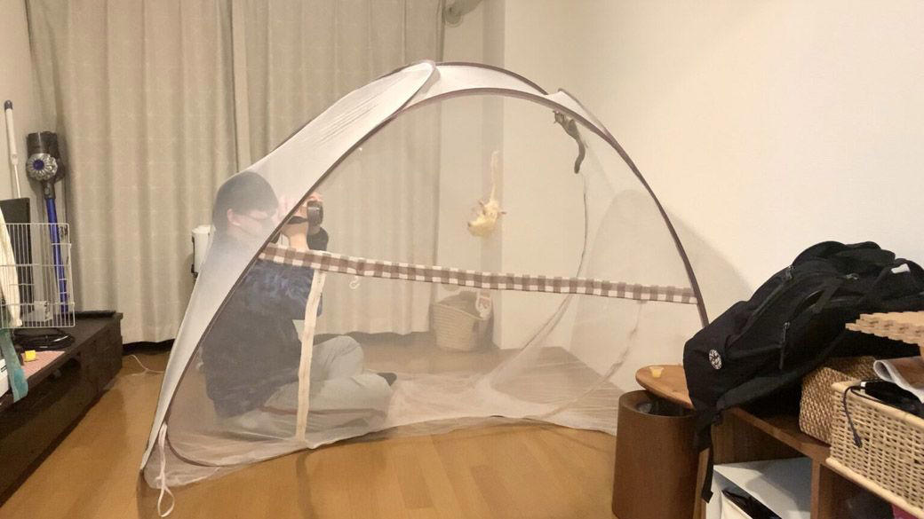 フクロモモンガ情報を発信する理系夫婦, 理系男子、フクロモモンガに出会う, モモンガはリス、フクロモモンガはカンガルーの仲間, 飼い始めても数カ月は「威嚇」。簡単ではないフクモモ飼育, ジゲン君にも、パートナーを……