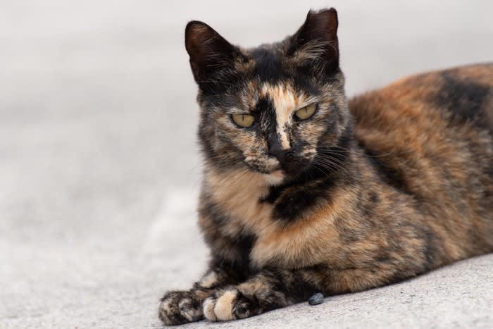 オス・メス別猫の「レア毛色」3選, 1.オスの三毛猫, 2.オスのサビ猫, 3.メスの茶トラ猫, 猫の毛色を決める遺伝子の仕組み