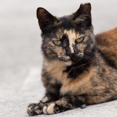 オス・メス別猫の「レア毛色」3選, 1.オスの三毛猫, 2.オスのサビ猫, 3.メスの茶トラ猫, 猫の毛色を決める遺伝子の仕組み