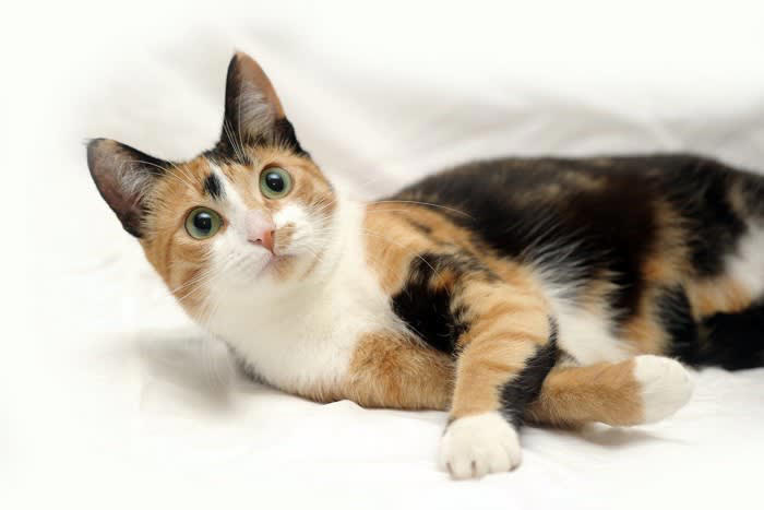 オス・メス別猫の「レア毛色」3選, 1.オスの三毛猫, 2.オスのサビ猫, 3.メスの茶トラ猫, 猫の毛色を決める遺伝子の仕組み
