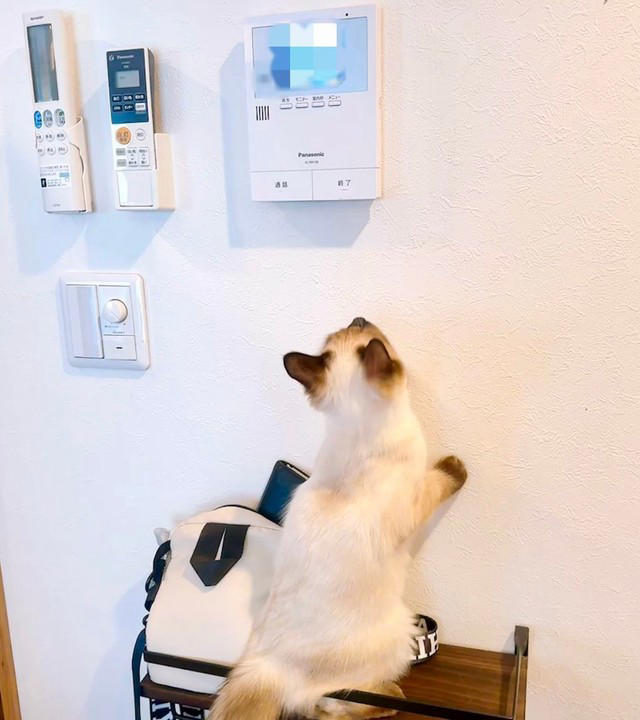  セールスマンもビックリ「お母さんいるかな？」,  止まらぬ“悪行”も…美猫ゆえに許される？,   ネットの声「押しに行きたい衝動が…！」, 猫×テクノロジーが生む“日常の笑い”