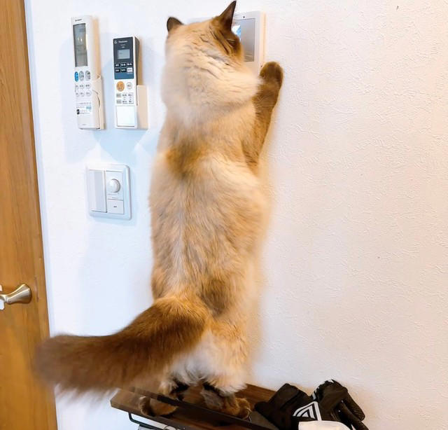   セールスマンもビックリ「お母さんいるかな？」,  止まらぬ“悪行”も…美猫ゆえに許される？,   ネットの声「押しに行きたい衝動が…！」, 猫×テクノロジーが生む“日常の笑い”