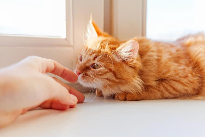 1.猫が安心できる場所を用意する, 2.猫のペースに合わせる, 3.家猫生活が楽しいものと覚えてもらう, 4.家の暮らしに慣れてもらう