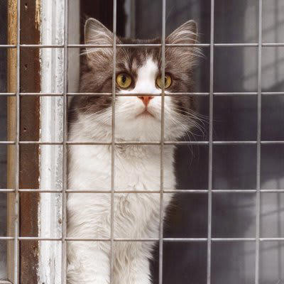 1.猫が安心できる場所を用意する, 2.猫のペースに合わせる, 3.家猫生活が楽しいものと覚えてもらう, 4.家の暮らしに慣れてもらう