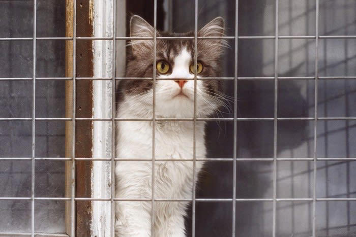 1.猫が安心できる場所を用意する, 2.猫のペースに合わせる, 3.家猫生活が楽しいものと覚えてもらう, 4.家の暮らしに慣れてもらう