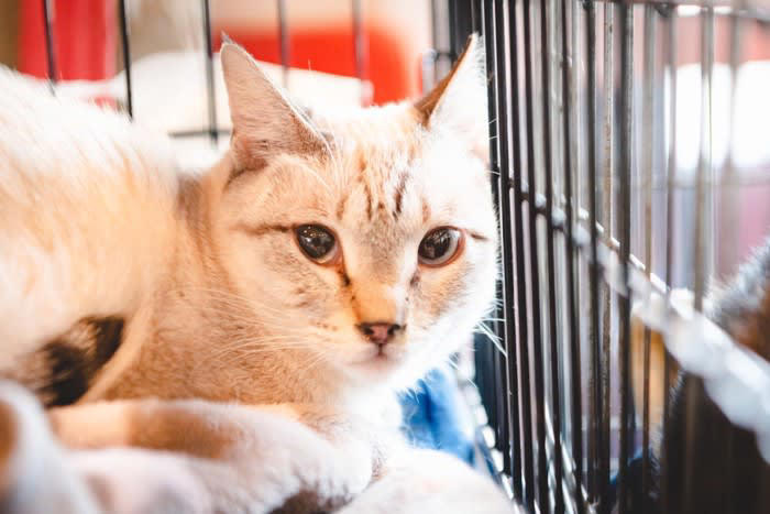 1.猫が安心できる場所を用意する, 2.猫のペースに合わせる, 3.家猫生活が楽しいものと覚えてもらう, 4.家の暮らしに慣れてもらう