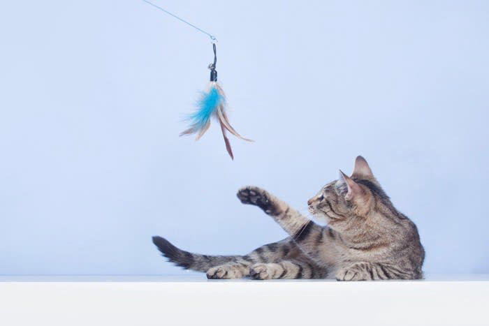 1.猫が安心できる場所を用意する, 2.猫のペースに合わせる, 3.家猫生活が楽しいものと覚えてもらう, 4.家の暮らしに慣れてもらう