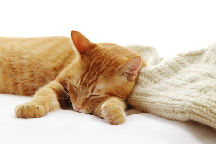 1.猫が安心できる場所を用意する, 2.猫のペースに合わせる, 3.家猫生活が楽しいものと覚えてもらう, 4.家の暮らしに慣れてもらう