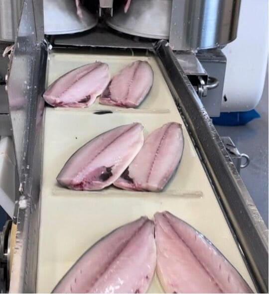 高騰するノルウェーサバ, サバを輸入しなくても国産で本来は補える, 養殖用エサにまわされる国産サバ, 日本とノルウェーで漁獲されるサバの年齢は大きく違う, 「外国漁船が悪い」「海水温上昇が問題」に責任転嫁