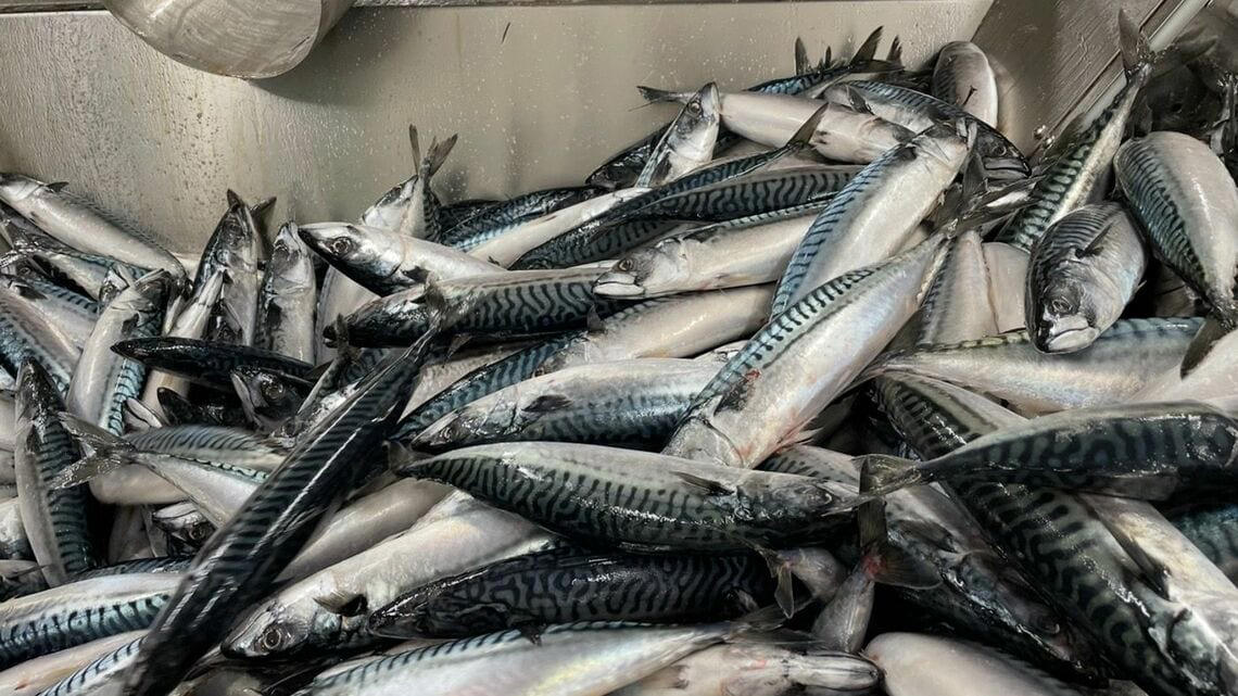 高騰するノルウェーサバ, サバを輸入しなくても国産で本来は補える, 養殖用エサにまわされる国産サバ, 日本とノルウェーで漁獲されるサバの年齢は大きく違う, 「外国漁船が悪い」「海水温上昇が問題」に責任転嫁