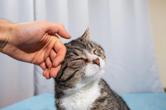 猫が「親友」と感じる瞬間とは？, 猫が『親友』と感じている人にする3つの行動, 1.お腹を見せてゴロンと転がる, 2.あなたの後をついて歩く, 3.顔をじっと見つめたり、ゆっくりまばたきする, 愛猫と信頼関係を深めるためのコツ