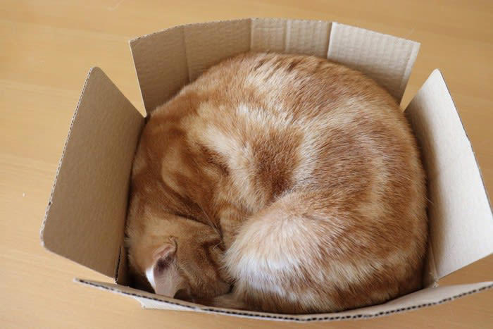 1.安心できる隠れ家になる, 2.狩猟本能を満たせる, 3.快適な寝床になる, 4.自分のテリトリーになる, 5.遊び道具として魅力的