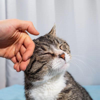 猫が「親友」と感じる瞬間とは？, 猫が『親友』と感じている人にする3つの行動, 1.お腹を見せてゴロンと転がる, 2.あなたの後をついて歩く, 3.顔をじっと見つめたり、ゆっくりまばたきする, 愛猫と信頼関係を深めるためのコツ