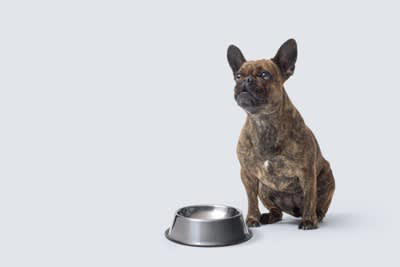 犬が早朝に起こしてくる理由4選, 1.トイレに行きたい, 2.お腹が空いた, 3.散歩に行きたい・遊びたい, 4.睡眠サイクルの乱れ, 犬の早起きをやめさせる対策