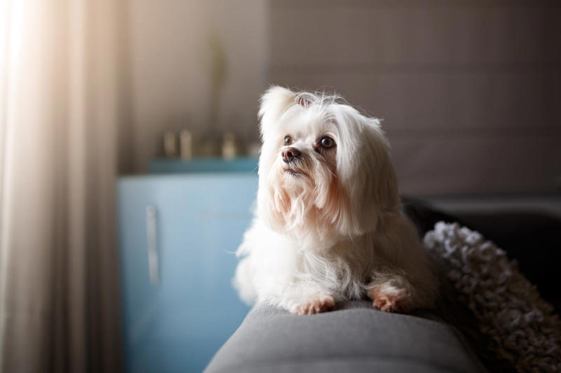 1) Cavalier King Charles Spaniel, 2) French Bulldog, 3) Shih Tzu, 4) Pomeranian, 5) Havanese, 6) Maltese, 7) Toy Poodle, 8) Chihuahua, 9) Boston Terrier, 10) Pekingese, 11) Bichon Frise, 12) Papillon, 13) Yorkshire Terrier, 14) Lhasa Apso, 15) Japanese Chin