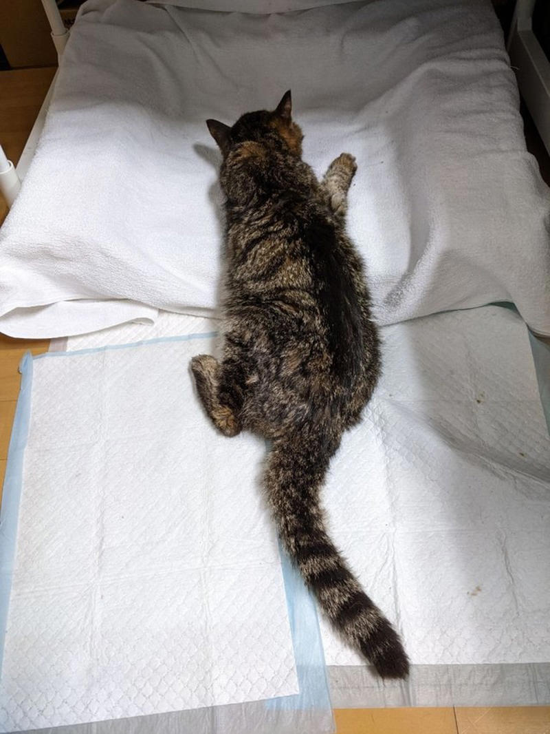 「プライドが高く、でも強い猫」うりぽんの素顔,  「何が何でもトイレに行く」飼い主が受けた強い印象,  「寄り添っているつもりが、実は寄り添われていた」,  読者へのメッセージと、老猫と暮らすヒント