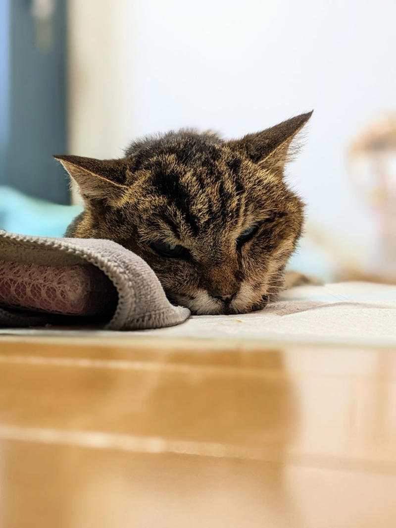 「プライドが高く、でも強い猫」うりぽんの素顔,  「何が何でもトイレに行く」飼い主が受けた強い印象,  「寄り添っているつもりが、実は寄り添われていた」,  読者へのメッセージと、老猫と暮らすヒント
